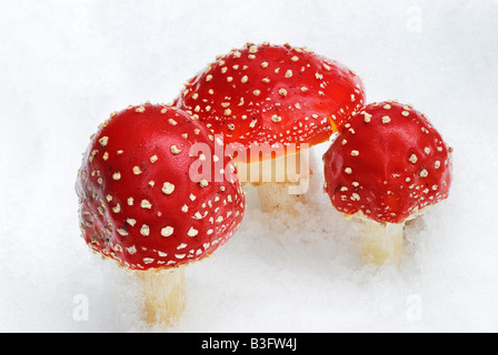 Fly agaric nevicato sotto Foto Stock