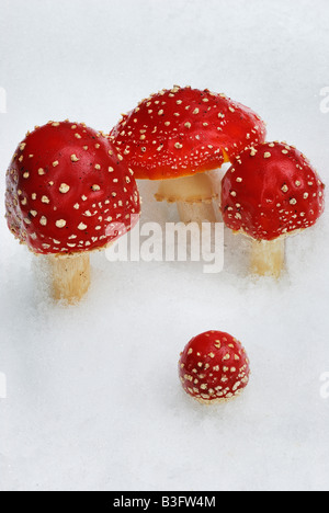 Fly agaric nevicato in Lapponia svezia Foto Stock