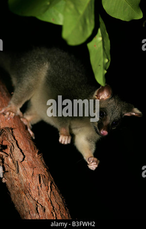 Fuchskusu Possum guido possa kusu Trichosurus Australia Australien Foto Stock