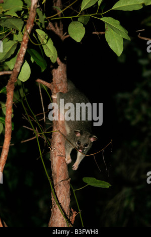 Fuchskusu Possum guido possa kusu Trichosurus Australia Australien Foto Stock