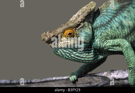 Parsons Chamaeleon Calumma parsonii Foto Stock