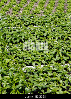 Junge Paprikapflanzen, giovani pianta di paprica Foto Stock