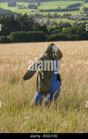 Lo Spaventapasseri in un campo di grano vicino a Pitlochry, Scotland, Regno Unito Foto Stock