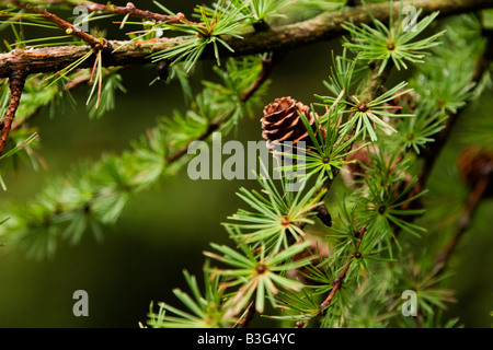 Pigna crescente sul ramo Foto Stock