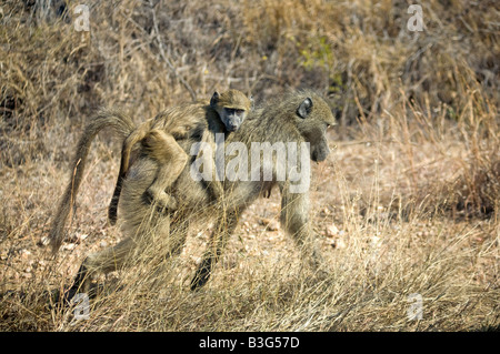 Femmina di babbuino chacma (Papio ursinus) porta bambino sulla schiena. Parco Nazionale Kruger Sud Africa Foto Stock