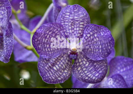Primo piano della vibrante orchidee viola in una fattoria di orchidee Thailandia Foto Stock