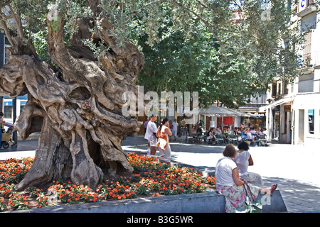 Placa Cort in Palma di Mallorca. Posizione di un 100 anno vecchio nodose Ulivo. Foto Stock