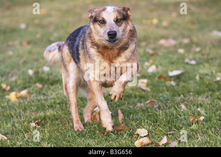 Miniature pinscher in esecuzione in un verde campo erboso con foglie sul terreno Foto Stock