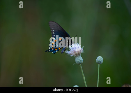 Immagine di una coda di rondine Pipevine farfalla posata su un thistle sorseggiando il nettare Foto Stock