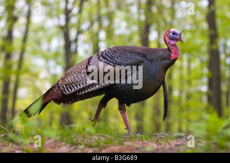 Il tacchino selvatico in Hamden Connecticut USA Foto Stock