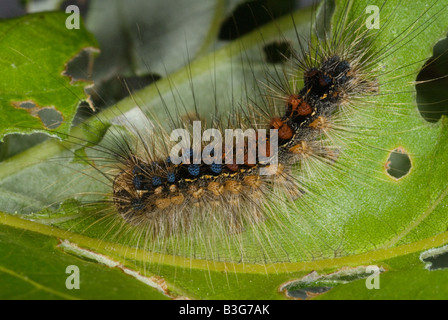 Caterpillar del Gypsy Moth Lymantria dispar Foto Stock
