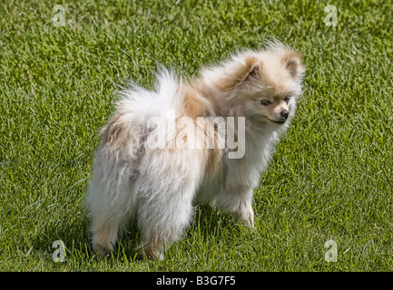 Blonde Pomerania cane in erba verde Foto Stock