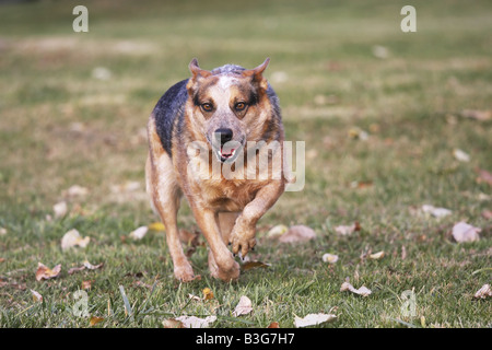 Miniature pinscher in esecuzione in un verde campo erboso con foglie sul terreno Foto Stock