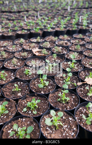 Erba che cresce a un centro giardino vicino a Bodmin Cornwall Regno Unito Foto Stock