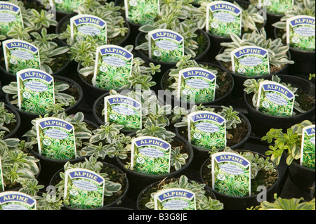 Alpines crescendo a un centro giardino vicino a Bodmin Cornwall Regno Unito Foto Stock