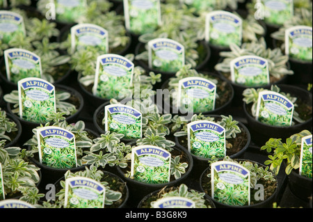 Alpines crescendo a un centro giardino vicino a Bodmin Cornwall Regno Unito Foto Stock