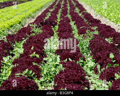 Deutschland, Bodensee, Salatfelder auf der Insel Reichenau, campi di insalata sull isola di Reichenau sul lago di Costanza Foto Stock