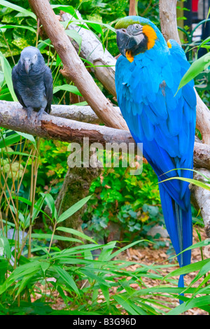 Un ritratto di colore fotografia di un blu e oro macaw con un timneh pappagallo grigio africano (001) Foto Stock