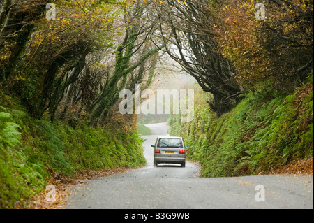 La guida lungo un vicolo del paese ricoperta da faggi vicino a Camelford Cornwall Regno Unito Foto Stock