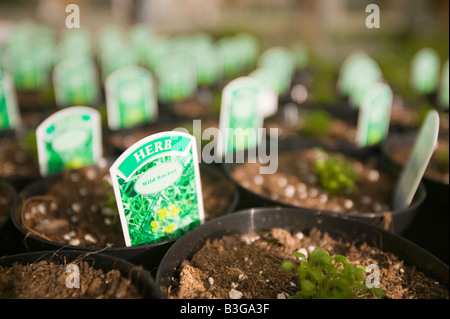 Erba che cresce a un centro giardino vicino a Bodmin Cornwall Regno Unito Foto Stock