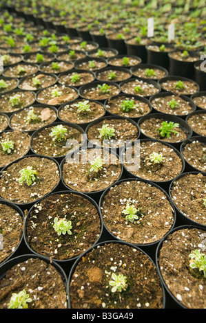 Erba che cresce a un centro giardino vicino a Bodmin Cornwall Regno Unito Foto Stock