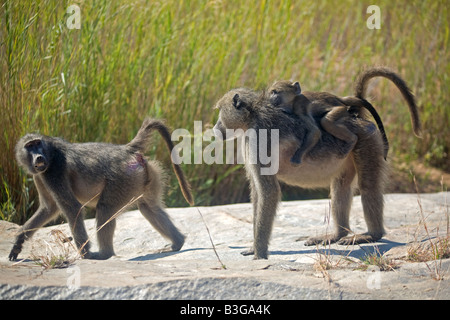 Femmina di babbuino chacma (Papio ursinus) porta bambino sulla schiena. Parco Nazionale Kruger Sud Africa Foto Stock