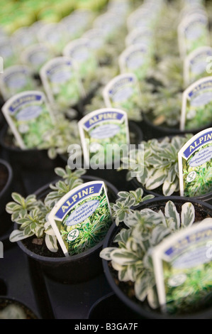 Alpines crescendo a un centro giardino vicino a Bodmin Cornwall Regno Unito Foto Stock