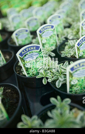 Alpines crescendo a un centro giardino vicino a Bodmin Cornwall Regno Unito Foto Stock