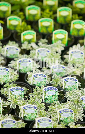 Alpines crescendo a un centro giardino vicino a Bodmin Cornwall Regno Unito Foto Stock