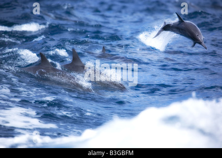 Spinner i delfini nuotare nella scia in barca in acqua s di Maui Hawaii Foto Stock