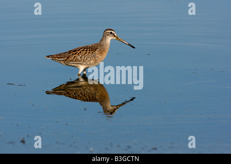 Breve fatturati dowitcher Limnodromus griseus New York STATI UNITI D'AMERICA estate Foto Stock