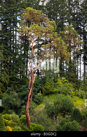 Vista di alberi in un giardino sommerso ai Giardini Butchart, Brentwood Bay, l'isola di Vancouver, British Columbia, Canada Foto Stock