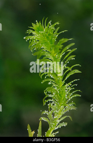 Rametto della pianta acquatica Elodea, stagno weed produrre bolle di ossigeno dalla fotosintesi
