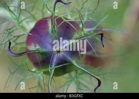 Diavolo nella boccola Nigella seme head Macro shot Foto Stock