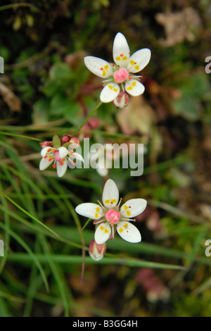 Sassifraga stellata Saxifraga stellaris cresce sui pendii del monte Snowdon nel Galles del Nord Regno Unito Foto Stock