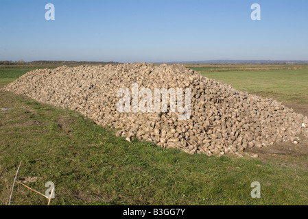 Beta vulgaris ssp barbabietola da zucchero impianto Foto Stock