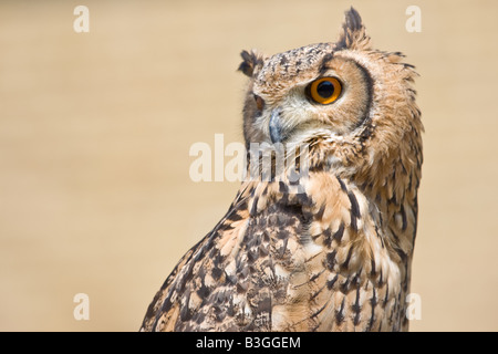 Gufo reale ritratto con simili di colore marrone di sfondo Foto Stock