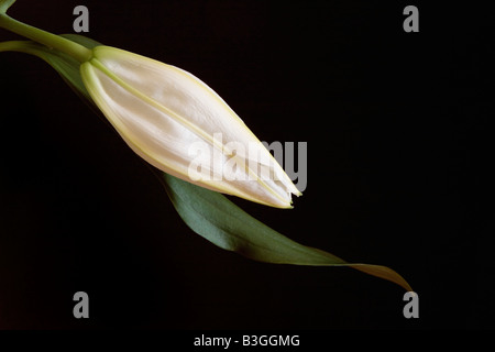 Unico giglio bianco su sfondo nero con spazio intorno al soggetto per la copia o la grafica. Foto Stock