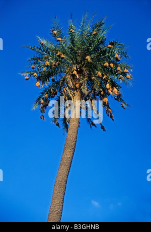 Baya Weaver (Ploceus philippinus), il nido in Palm tree, il parco nazionale di Ranthambore, India Foto Stock