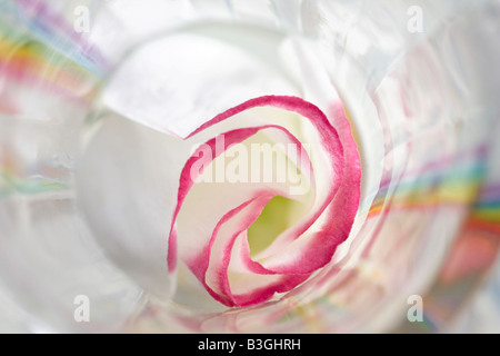 Rosa e Bianco Lisianthus fiore in un vaso di vetro Foto Stock