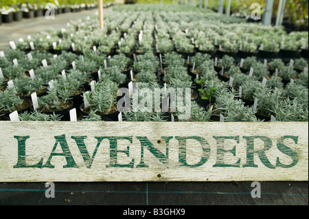 Erba che cresce a un centro giardino vicino a Bodmin Cornwall Regno Unito Foto Stock