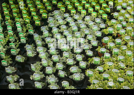 Alpines crescendo a un centro giardino vicino a Bodmin Cornwall Regno Unito Foto Stock