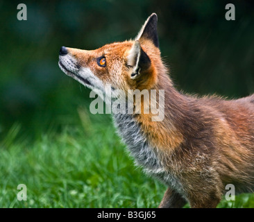 Rosso europeo volpe (Vulpes vulpes) nel profilo, REGNO UNITO Foto Stock