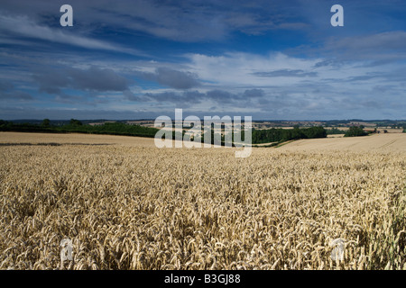 Campo di grano, Brixworth, Northamptonshire, England, Regno Unito Foto Stock