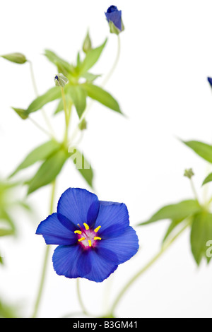 Anagallis monellii 'Skylover' o Blue Pimpernel piante in fiore contro uno sfondo bianco Foto Stock