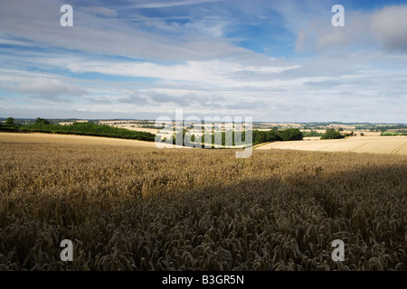 Campo di grano, Brixworth, Northamptonshire, England, Regno Unito Foto Stock