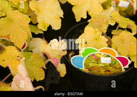 Piante che crescono in un giardino centro vicino a Bodmin Cornwall Regno Unito Foto Stock