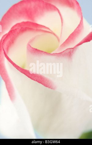 Rosa e Bianco Lisianthus fiore Foto Stock