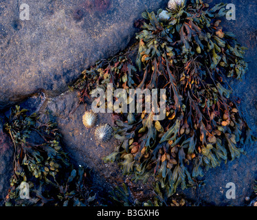 Le alghe (fucus) e patelle sulle rocce Foto Stock