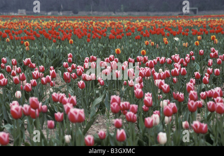 Champ de tulipes rouges en France Tulipa sopra agricoli Aestival Agricoltura Asphodelaceae bella Botanicals botanico Ca Foto Stock